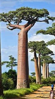 Complete Circuit Ultimate Journey Western Madagascar package