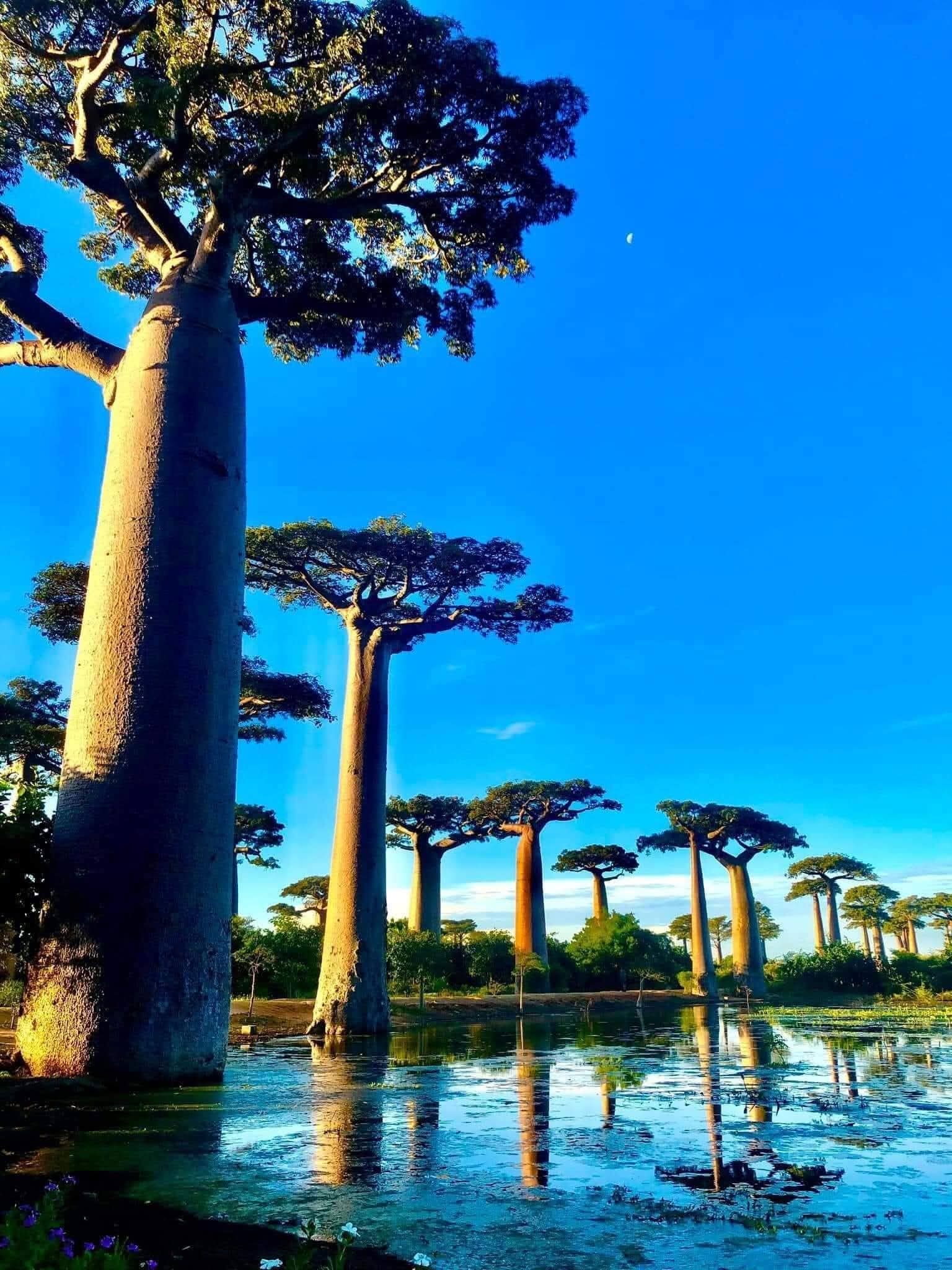 Avenue of the Baobabs reflected in water at sunset