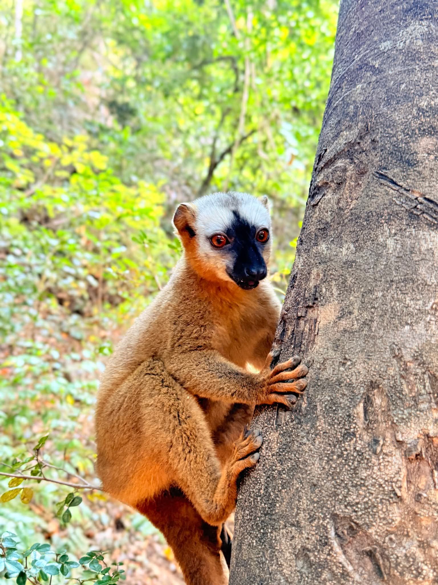 Crowned lemur in Kirindy Forest