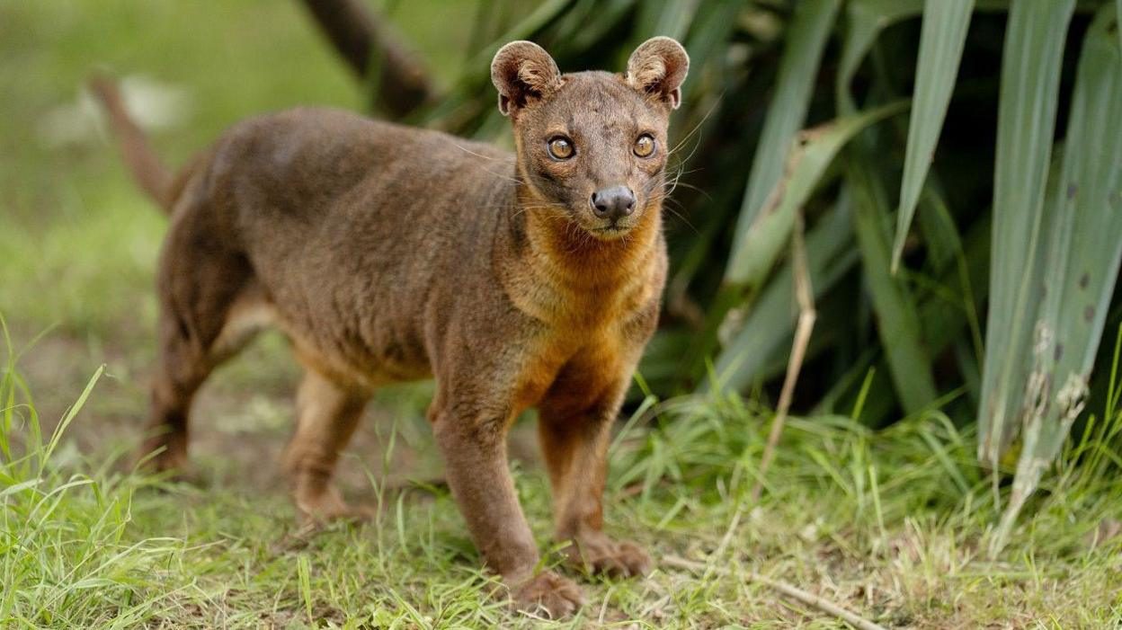 Fossa in Kirindy Forest