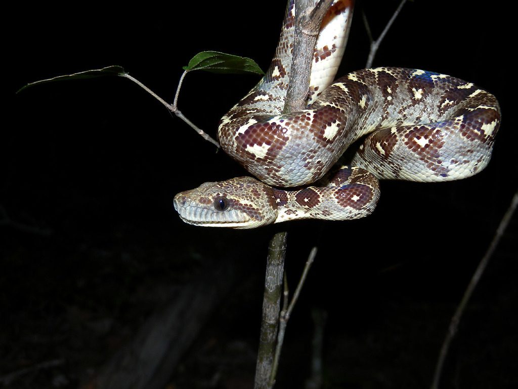 Madagascar tree boa on a night walk