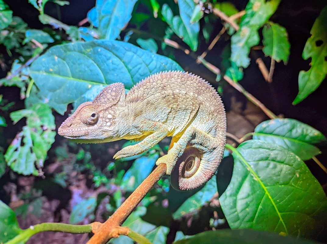 Green chameleon spotted on a night walk